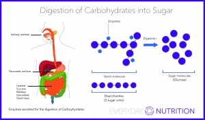 Everyday Nutrition Digestion Of Carbohydrates Into Sugar