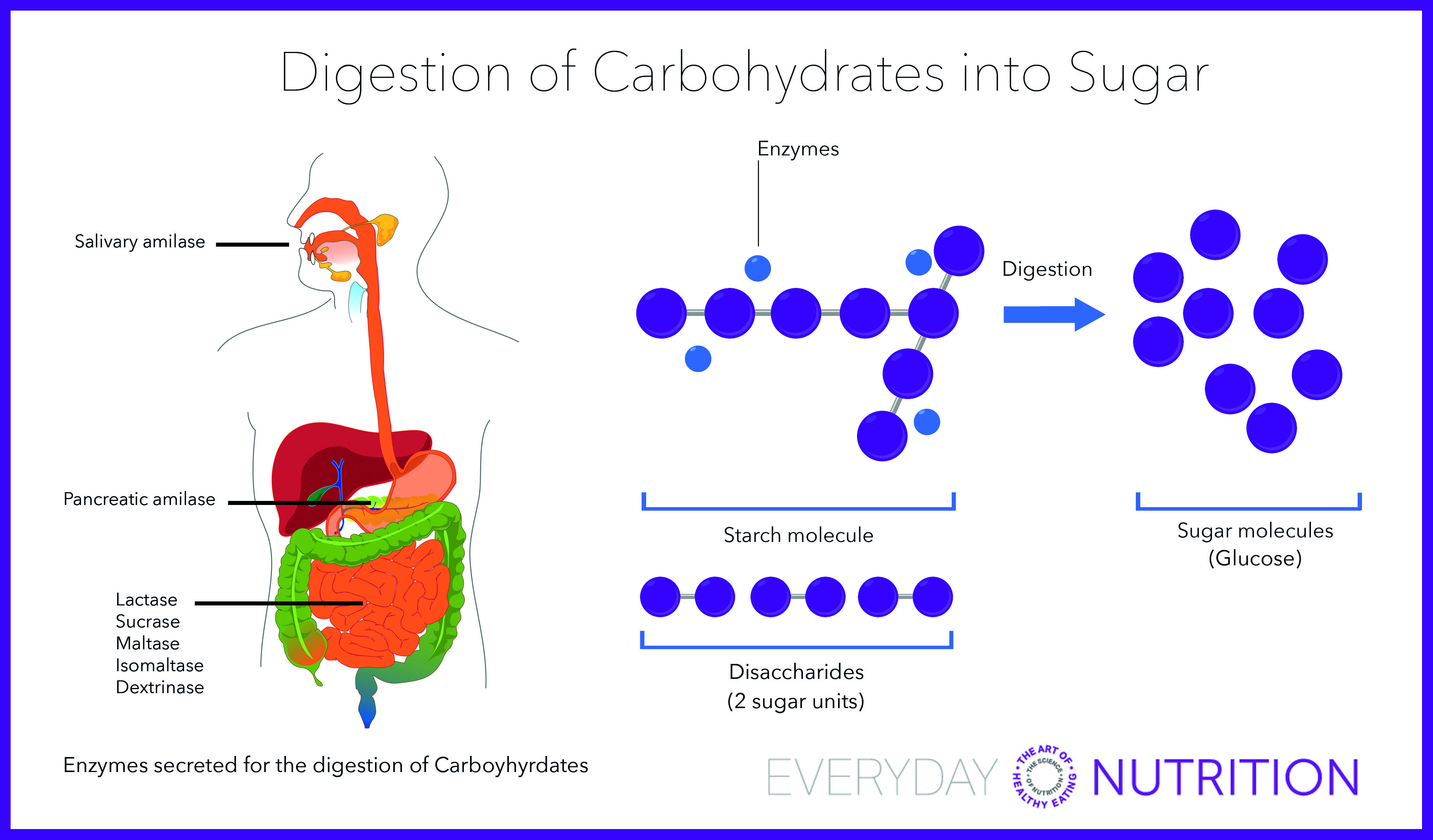 Everyday Nutrition Digestion Of Carbohydrates Into Sugar
